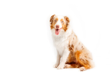 Australian Shepherd dog isolated on a white background - a captivating stock photo showcasing the beauty and charm of this intelligent and energetic breed. The dog's expressive eyes and distinct coat 