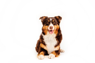 Australian Shepherd dog isolated on a white background - a captivating stock photo showcasing the beauty and charm of this intelligent and energetic breed. The dog's expressive eyes and distinct coat 