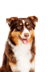 Australian Shepherd dog isolated on a white background - a captivating stock photo showcasing the beauty and charm of this intelligent and energetic breed. The dog's expressive eyes and distinct coat 