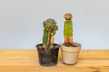 The dried cactus is dug up and thrown out of the pot. Care and cultivation of indoor plants. © GreenThumbShots