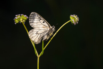 Macro shots, Beautiful nature scene. Closeup beautiful butterfly sitting on the flower in a summer garden.