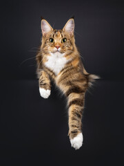 Impressive colorful young adult Maine Coon cat, laying down facing front with paws over edge. Looking curious and with attention towards camera. Isolated on a black background.