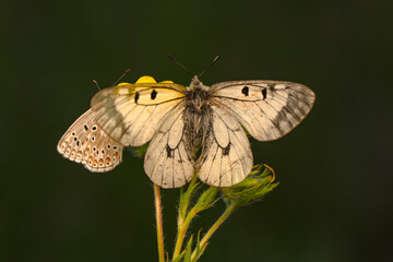 Macro shots, Beautiful nature scene. Closeup beautiful butterfly sitting on the flower in a summer garden.