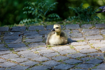 Young canadian geese in park