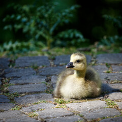Young canadian geese in park
