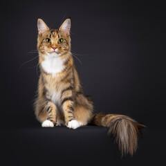 Fototapeta na wymiar Impressive colorful young adult Maine Coon cat, sitting up facing front with tail over edge. Looking curious and with attention towards camera. Isolated on a black background.