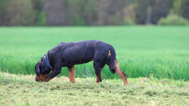 Rottweiler dog walks in a meadow with green and mowed grass and sniffs it in the countryside