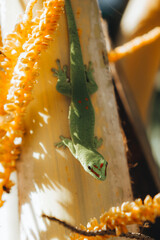 Gecko