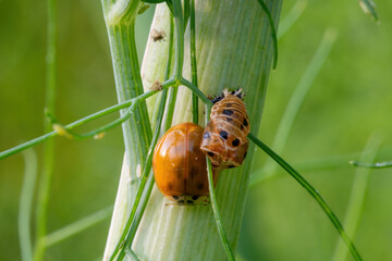 newly hatched ladybird with the empty larval shell