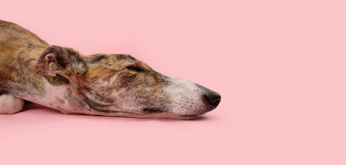 Profile brindle greyhound dog lying down with closed eyes. Isolated on pink pastel background