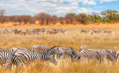 Zebra standing in yellow grass on Safari watching, Africa savannah - Etosha National Park, Namibia