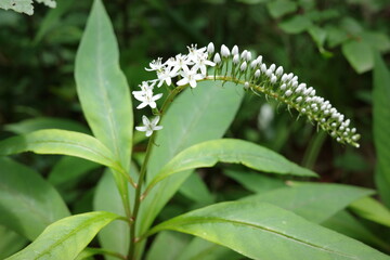  里山の植物　初夏を緑で溢れる森で白く咲くオカトラノオ