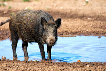 Wild female boar having bath into water and mud - 617016469