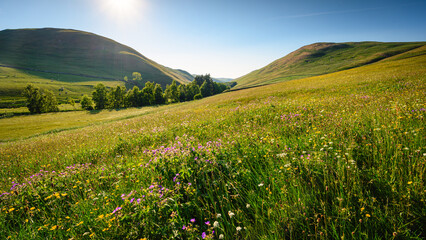 Barrowburn Hay Meadows looking up Coquetdale.  The upland Hay Meadows of Northumberland National...