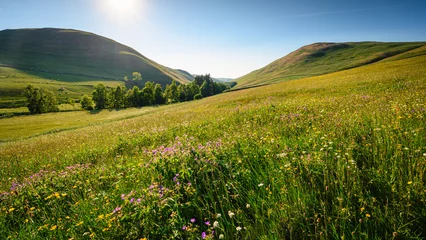 Foto op Canvas Barrowburn Hay Meadows looking up Coquetdale.  The upland Hay Meadows of Northumberland National Park in the Cheviot Hills at Barrowburn are rare and is a SSSI © drhfoto