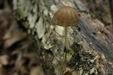 里山の景色　朽ち果てたナラの倒木から生えるキノコ　アカチシオタケ