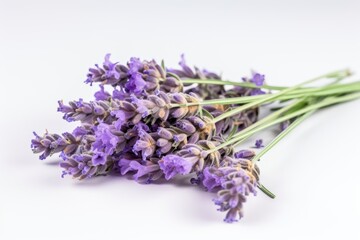 Natural flowers blooming lavender on a white background.
