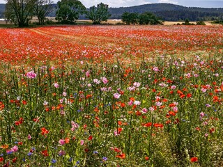 Poppy field in Germerode on the Hoher Meißner