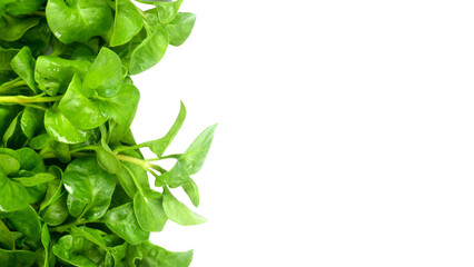 fresh watercress vegetable. healthy food concept