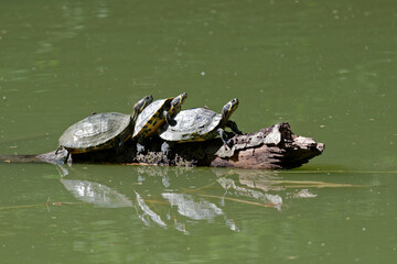 Fototapeta premium Groupe de tortues