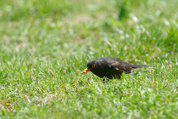 Merle un ver dans le bec