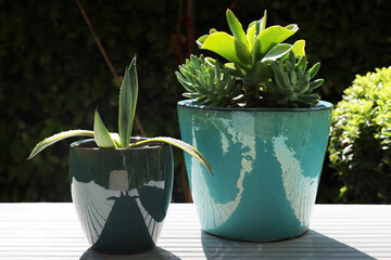 Piante grasse e succulente in vaso, still life all’aperto, in giardino 
