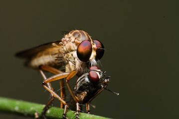 Macro photo of Robber fly (Holcocephala fusca) with blurred background, found in the wild