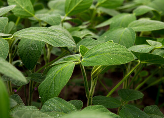 plant of soybean 