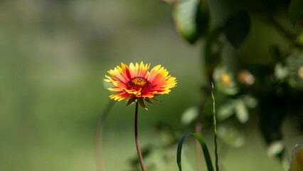 a colourful flower in uzbekistan