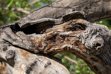 a wood burn in a branch