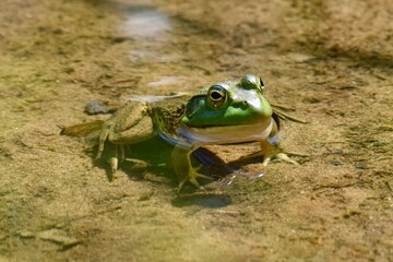frog in the pond water clear
