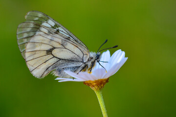 Macro shots, Beautiful nature scene. Closeup beautiful butterfly sitting on the flower in a summer garden.