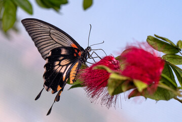 Macro shots, Beautiful nature scene. Closeup beautiful butterfly sitting on the flower in a summer garden.