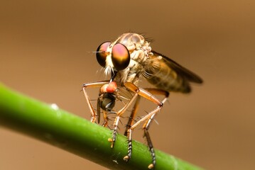 Macro photo of Robber fly (Holcocephala fusca) with blurred background, found in the wild