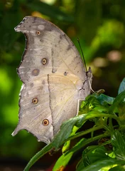 Fototapeten Macro shots, Beautiful nature scene. Closeup beautiful butterfly sitting on the flower in a summer garden. © blackdiamond67