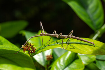 Stick insects mating: Medauroidea extradentata (Annam walking stick), a species of stick insect in...