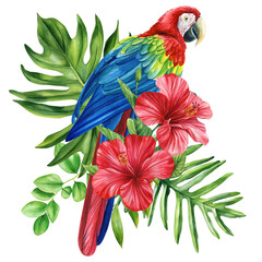 Watercolor tropical bird. Macaw red parrot, flower and leaf, isolated background. Watercolor illustration hand drawing