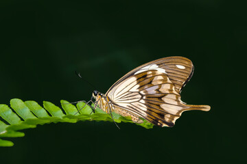 Macro shots, Beautiful nature scene. Closeup beautiful butterfly sitting on the flower in a summer garden.