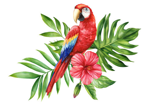 Beautiful tropical bird. Macaw red parrot, flowers and leaf in isolated background. Watercolor illustration hand drawing