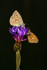 Macro shots, Beautiful nature scene. Closeup beautiful butterfly sitting on the flower in a summer garden.