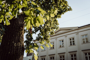 Baum Blätter historische helle Hausfassade Augsburg