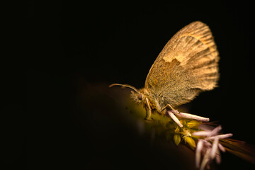 Macro shots, Beautiful nature scene. Closeup beautiful butterfly sitting on the flower in a summer garden.
