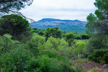 Parc Natural del Montgrí
Parc naturel de Montgri, à proximité de l'Escala. - 617026292