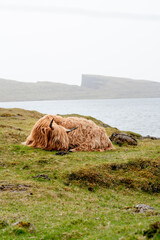 A highland cattle laying in a field with Lake Leitisvatn in the background