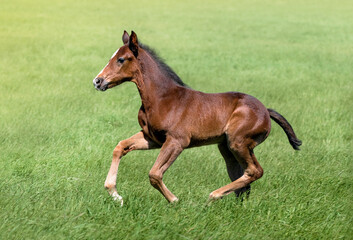Fototapeta premium Portrait of a thoroughbred colt grazing in a meadow. Pasture on a sunny summer day. Summer background. The beautiful newborn horse. Sports horse