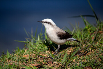 Lavadeira-mascarada (Fluvicola nengeta)