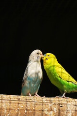 Natural life n true love know no difference, be it the difference in color n shape. True love only adheres to true feelings without any differences as shown by the two birds of different type n colors