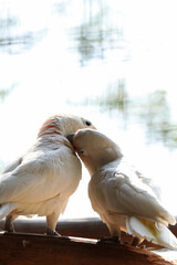 The feeling of sharing affection is shown by the actions of living creatures. Like a pair of birds...