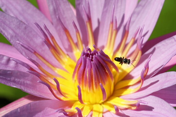 Lotus flowers have a variety of unique colors. Bees look for food or drink from various flowers. The more flowers, the faster the bees produce honey.