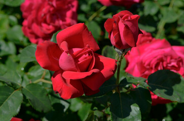 Red roses in summer garden. Rosarium.